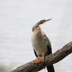 Anhinga novaehollandiae at Belconnen, ACT - 27 May 2018