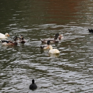 Anas platyrhynchos at Belconnen, ACT - 27 May 2018