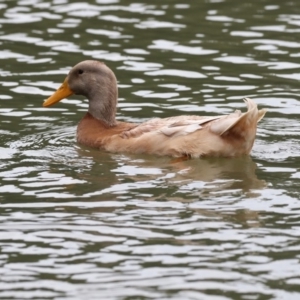 Anas platyrhynchos at Belconnen, ACT - 27 May 2018