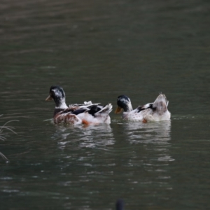 Anas platyrhynchos at Belconnen, ACT - 27 May 2018