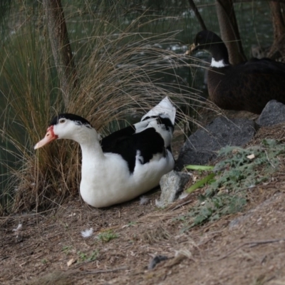 Anas platyrhynchos X Cairina moschata (Mallard X Muscovy Duck (Domestic Hybrid)) at Belconnen, ACT - 23 May 2018 by AlisonMilton