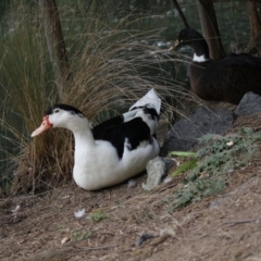 Anas platyrhynchos X Cairina moschata (Domestic Hybrid) (Mallard X Muscovy Duck (Domestic Hybrid)) at Belconnen, ACT - 23 May 2018 by AlisonMilton