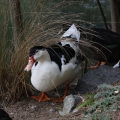 Anas platyrhynchos X Cairina moschata at Belconnen, ACT - 23 May 2018 02:22 PM