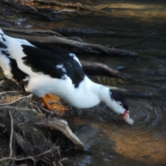 Anas platyrhynchos X Cairina moschata at Belconnen, ACT - 23 May 2018