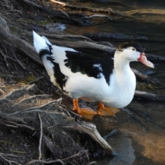 Anas platyrhynchos X Cairina moschata at Belconnen, ACT - 23 May 2018 02:22 PM