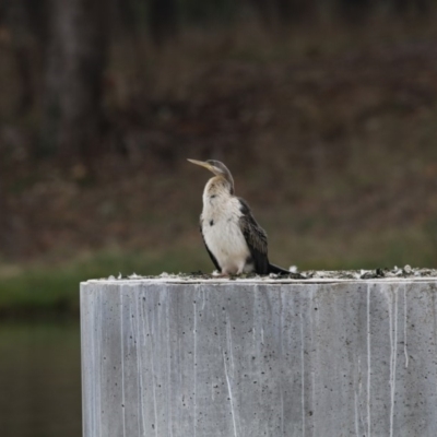 Anhinga novaehollandiae (Australasian Darter) at Belconnen, ACT - 27 May 2018 by Alison Milton