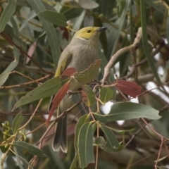 Ptilotula penicillata (White-plumed Honeyeater) at Belconnen, ACT - 27 May 2018 by AlisonMilton