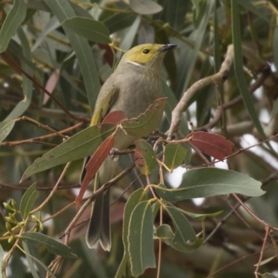 Ptilotula penicillata (White-plumed Honeyeater) at Belconnen, ACT - 27 May 2018 by AlisonMilton