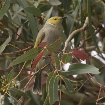 Ptilotula penicillata (White-plumed Honeyeater) at Lake Ginninderra - 27 May 2018 by Alison Milton