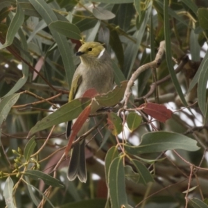 Ptilotula penicillata at Belconnen, ACT - 27 May 2018 03:14 PM