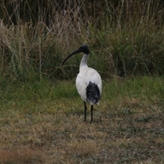 Threskiornis molucca (Australian White Ibis) at Belconnen, ACT - 27 May 2018 by Alison Milton