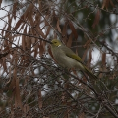Ptilotula penicillata (White-plumed Honeyeater) at Belconnen, ACT - 27 May 2018 by AlisonMilton