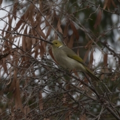 Ptilotula penicillata (White-plumed Honeyeater) at Lake Ginninderra - 27 May 2018 by Alison Milton