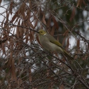 Ptilotula penicillata at Belconnen, ACT - 27 May 2018