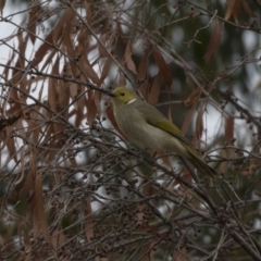 Ptilotula penicillata (White-plumed Honeyeater) at Belconnen, ACT - 27 May 2018 by Alison Milton