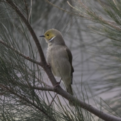 Ptilotula penicillata (White-plumed Honeyeater) at Belconnen, ACT - 27 May 2018 by Alison Milton