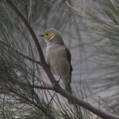 Ptilotula penicillata (White-plumed Honeyeater) at Lake Ginninderra - 27 May 2018 by Alison Milton