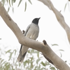 Coracina novaehollandiae (Black-faced Cuckooshrike) at Belconnen, ACT - 27 May 2018 by Alison Milton