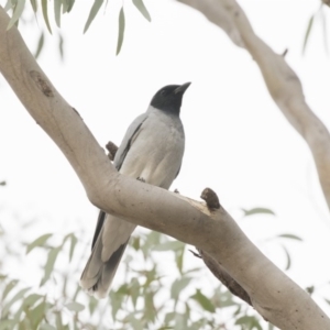 Coracina novaehollandiae at Belconnen, ACT - 27 May 2018 04:43 PM