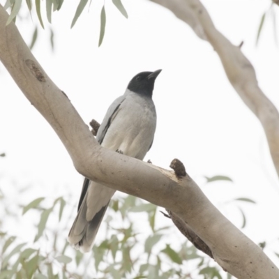 Coracina novaehollandiae (Black-faced Cuckooshrike) at Belconnen, ACT - 27 May 2018 by AlisonMilton