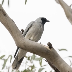 Coracina novaehollandiae at Belconnen, ACT - 27 May 2018 04:43 PM