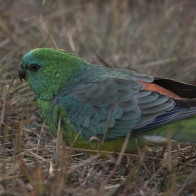 Psephotus haematonotus (Red-rumped Parrot) at Belconnen, ACT - 27 May 2018 by Alison Milton