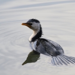 Microcarbo melanoleucos (Little Pied Cormorant) at Belconnen, ACT - 27 May 2018 by AlisonMilton