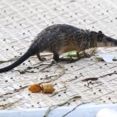 Hydromys chrysogaster (Rakali or Water Rat) at Lake Ginninderra - 27 May 2018 by Alison Milton
