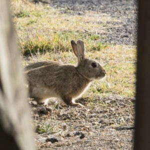 Oryctolagus cuniculus at Fyshwick, ACT - 25 May 2018