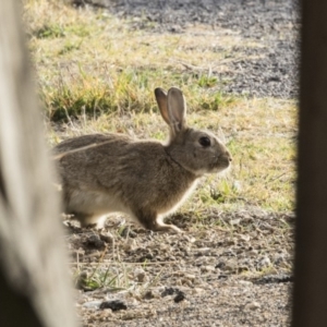 Oryctolagus cuniculus at Fyshwick, ACT - 25 May 2018 09:46 AM