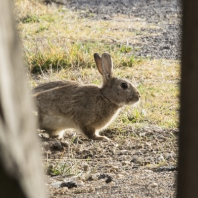 Oryctolagus cuniculus (European Rabbit) at Jerrabomberra Wetlands - 24 May 2018 by Alison Milton
