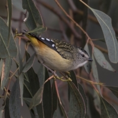 Pardalotus punctatus (Spotted Pardalote) at Jerrabomberra Wetlands - 25 May 2018 by Alison Milton