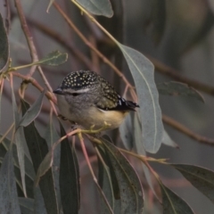 Pardalotus punctatus at Fyshwick, ACT - 25 May 2018 10:38 AM