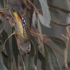 Pardalotus punctatus at Fyshwick, ACT - 25 May 2018 10:38 AM