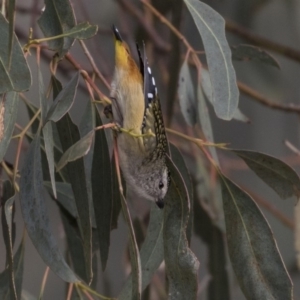 Pardalotus punctatus at Fyshwick, ACT - 25 May 2018 10:38 AM