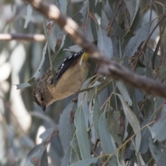 Pardalotus punctatus at Fyshwick, ACT - 25 May 2018