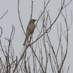 Caligavis chrysops (Yellow-faced Honeyeater) at Fyshwick, ACT - 25 May 2018 by Alison Milton
