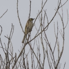 Caligavis chrysops (Yellow-faced Honeyeater) at Fyshwick, ACT - 25 May 2018 by AlisonMilton