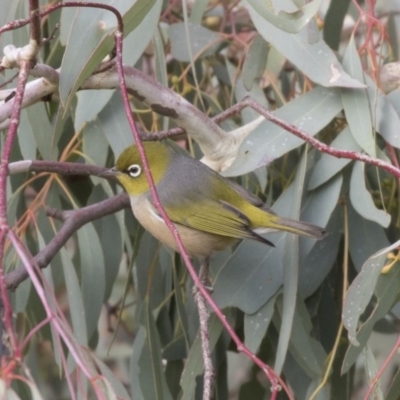 Zosterops lateralis (Silvereye) at Fyshwick, ACT - 25 May 2018 by AlisonMilton