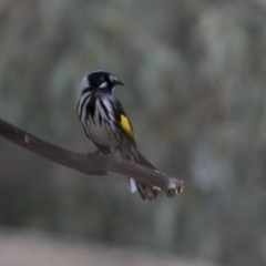 Phylidonyris novaehollandiae (New Holland Honeyeater) at Fyshwick, ACT - 25 May 2018 by Alison Milton