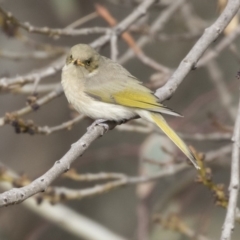 Ptilotula fusca (Fuscous Honeyeater) at Fyshwick, ACT - 25 May 2018 by Alison Milton