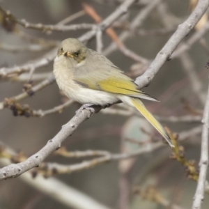 Ptilotula fusca at Fyshwick, ACT - 25 May 2018