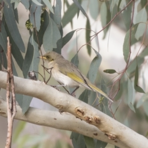 Ptilotula fusca at Fyshwick, ACT - 25 May 2018 10:09 AM