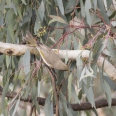 Ptilotula fusca at Fyshwick, ACT - 25 May 2018