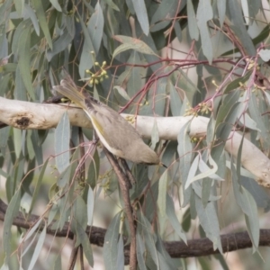 Ptilotula fusca at Fyshwick, ACT - 25 May 2018