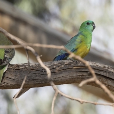 Psephotus haematonotus (Red-rumped Parrot) at Jerrabomberra Wetlands - 25 May 2018 by Alison Milton