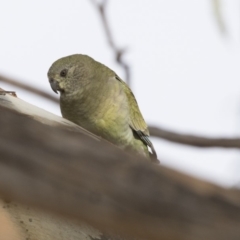 Psephotus haematonotus at Fyshwick, ACT - 25 May 2018 10:46 AM