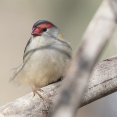 Neochmia temporalis (Red-browed Finch) at Fyshwick, ACT - 25 May 2018 by AlisonMilton