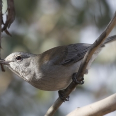 Colluricincla harmonica (Grey Shrikethrush) at Jerrabomberra Wetlands - 25 May 2018 by Alison Milton