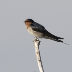 Hirundo neoxena (Welcome Swallow) at Fyshwick Sewerage Treatment Plant - 25 May 2018 by AlisonMilton